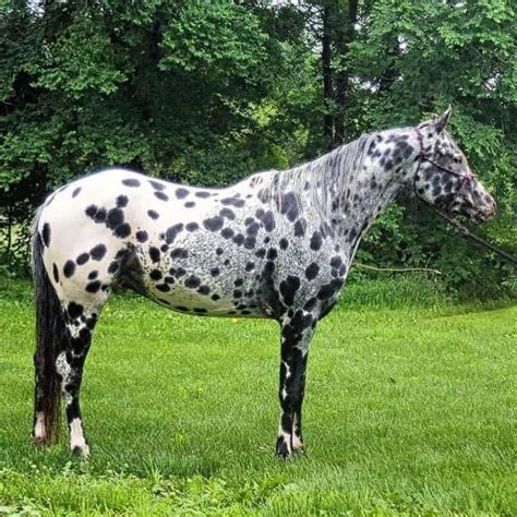 Discover Gelding Appaloosa Horses Horses for sale on America&39;s biggest equine marketplace. . Appaloosa horses for sale near me